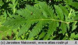 Achillea macrophylla (krwawnik wielkolistny)