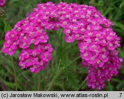 Achillea millefolium s.l. (krwawnik pospolity s.l.)