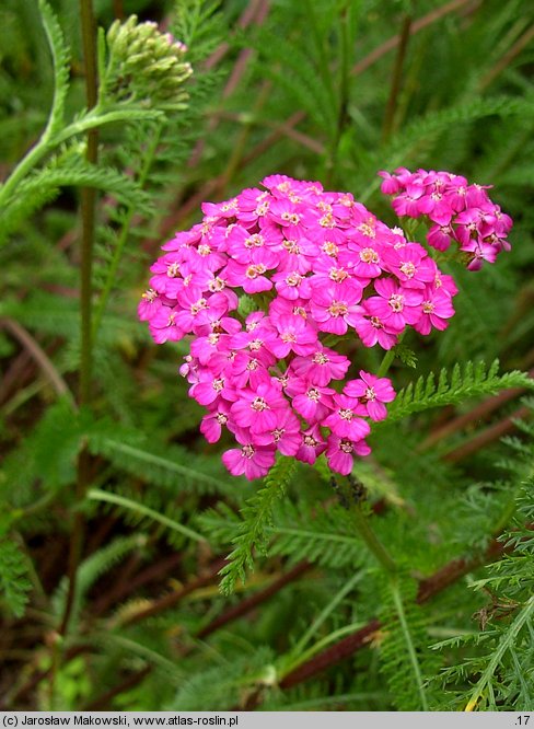 Achillea millefolium (hort.) Cerise Queen