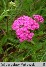 Achillea millefolium (hort.) Cerise Queen