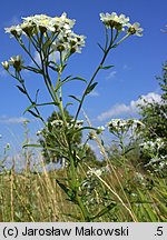 Achillea ptarmica