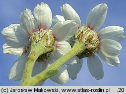 Achillea ptarmica