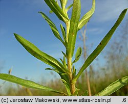 Achillea ptarmica