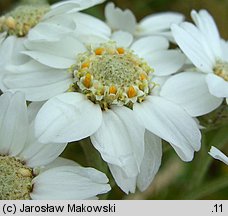 Achillea ptarmica