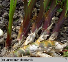 Acorus calamus (tatarak zwyczajny)