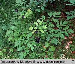 Actaea spicata (czerniec gronkowy)