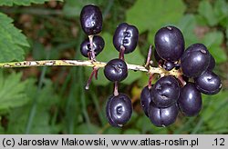 Actaea spicata (czerniec gronkowy)