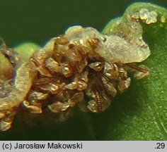 Adiantum pedatum (niekropień stopowaty)