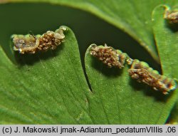 Adiantum pedatum (niekropień stopowaty)