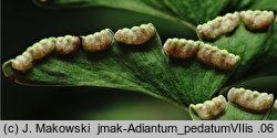 Adiantum pedatum (niekropień stopowaty)