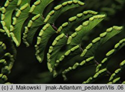 Adiantum pedatum (niekropień stopowaty)