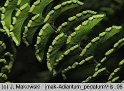 Adiantum pedatum (niekropień stopowaty)