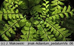 Adiantum pedatum (niekropień stopowaty)