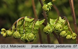 Adiantum pedatum (niekropień stopowaty)