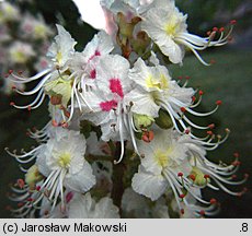 Aesculus hippocastanum