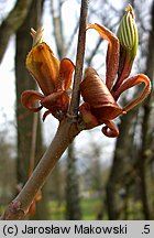 Aesculus parviflora (kasztanowiec drobnokwiatowy)