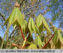 Aesculus parviflora (kasztanowiec drobnokwiatowy)