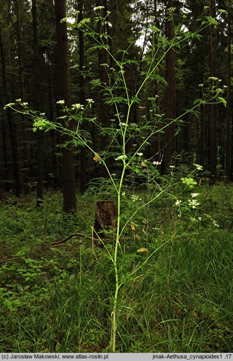 Aethusa cynapioides ssp. elata (blekot cienisty)