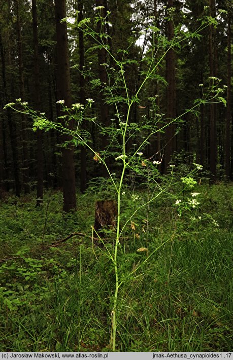 Aethusa cynapium ssp. elata (blekot cienisty)