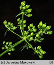 Aethusa cynapioides ssp. elata (blekot cienisty)