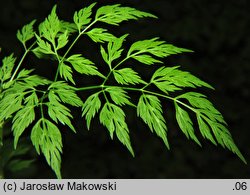 Aethusa cynapioides ssp. elata (blekot cienisty)