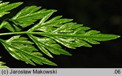 Aethusa cynapioides ssp. elata (blekot cienisty)