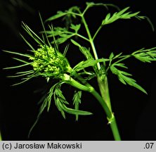 Aethusa cynapium ssp. elata (blekot cienisty)