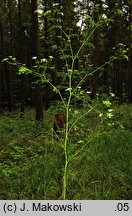 Aethusa cynapioides ssp. elata (blekot cienisty)