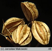 Aethusa cynapioides ssp. elata (blekot cienisty)