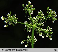 Aethusa cynapioides ssp. elata (blekot cienisty)