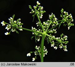 Aethusa cynapium ssp. elata (blekot cienisty)