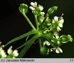 Aethusa cynapioides ssp. elata (blekot cienisty)