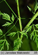 Aethusa cynapioides ssp. elata (blekot cienisty)