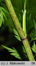 Aethusa cynapioides ssp. elata (blekot cienisty)
