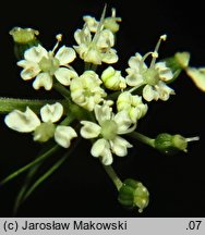 Aethusa cynapium ssp. elata (blekot cienisty)