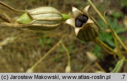 Agrostemma githago (kąkol polny)