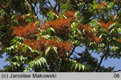 Ailanthus altissima (bożodrzew gruczołowaty)