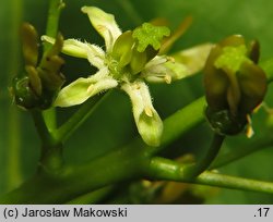 Ailanthus altissima (bożodrzew gruczołowaty)