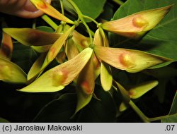 Ailanthus altissima (bożodrzew gruczołowaty)