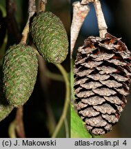 Alnus ×spaethii (olcha Spaetha)