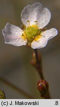 Alisma lanceolatum