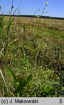 Alisma plantago-aquatica (żabieniec babka wodna)