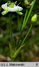 Alisma plantago-aquatica (żabieniec babka wodna)