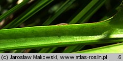 Alisma plantago-aquatica (żabieniec babka wodna)