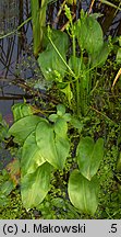 Alisma plantago-aquatica (żabieniec babka wodna)