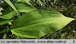 Alisma plantago-aquatica (żabieniec babka wodna)