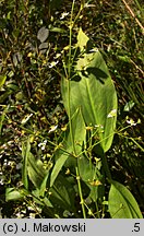 Alisma plantago-aquatica (żabieniec babka wodna)