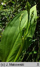 Alisma plantago-aquatica (żabieniec babka wodna)