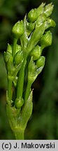 Alisma plantago-aquatica (żabieniec babka wodna)