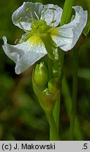 Alisma plantago-aquatica (żabieniec babka wodna)